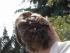 Hair Totem