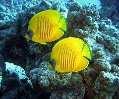 Diamond Vacation Consulente Borsaviaggi - Barriera Corallina