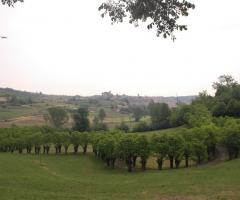 Viale di accesso alla Tenuta