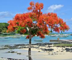 Speciale quota viaggio di nozze! Cng Travel - Portiamo a destinazione i vostri sogni!