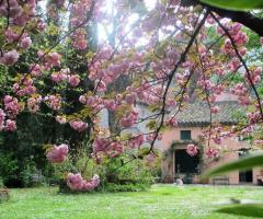 Mulino in fiore - Mulino dei Marchesi Eroli