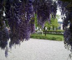 Dettaglio del giardino