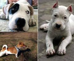 Spock, Rumba e Aydan - Dog Sitter Milano