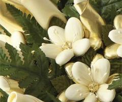 Petunia particolare - Global Humanitaria Italia Onlus