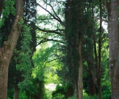 Villa Taticchi - Gli sposi nel giardino della Villa