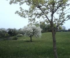 Location San Lorenzo - Il giardino a primavera