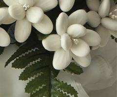 Dalia particolare - Global Humanitaria Italia Onlus