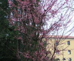 Angolo fiorito nel parco secolare di Villa Abbazia di Busco