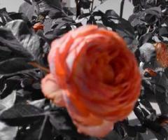 Su Misura Wedding and Events planner - Gli addobbi floreali