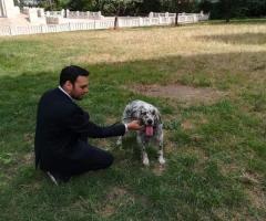 Wedding Dog Sitter in action di Le Cat & Dog Sitter Roma