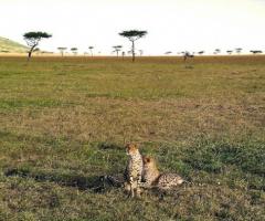 Viaggio di nozze con safari in Tanzania - Foto scattata in un nostro tour