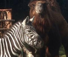 Habiba - Le mascotte di Habiba