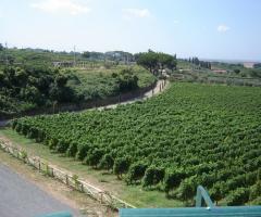 Vigneti del casale