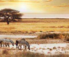 Maura Vedù CartOrange Vicenza -  Kruger Park, Sudafrica