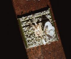 My White Carpet - Le fedi nuziali