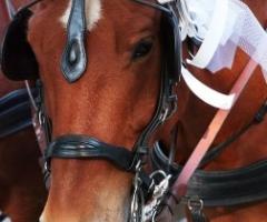 Carrozza con cavalli per gli sposi