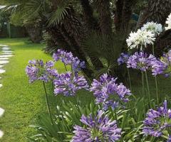 Il giardino dell'hotel