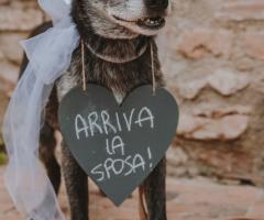 Canaglie da Matrimonio - Arriva la Sposa !!