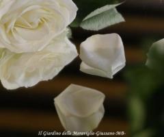 Fiori per le nozze a Giussano (Monza e Brianza)
