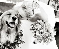 Pet Sister - Felice insieme alla sposa