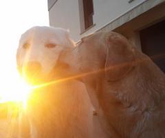 Fabrizio Maggio Dog Trainer - SunKiss