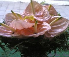 Bouquet di anthurium rosa