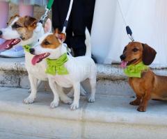I cagnolini aspettano impazienti la sposa