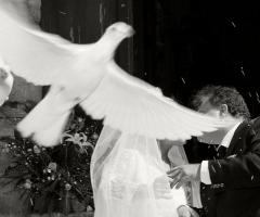 Foto del volo della colomba dopo la cerimonia