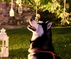 Vita da Branco - Yago e le candele