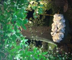 Un angolo verdeggiante del Podere La Branda