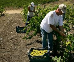 Vigneti dell'Agriturismo Casa Mia