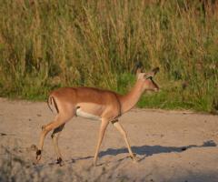 Orville Viaggi - Luna di miele in Sudafrica