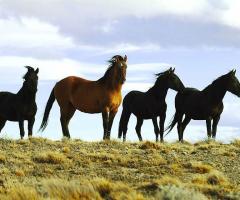Roberto Di Francesco Consulente CartOrange - Argentina