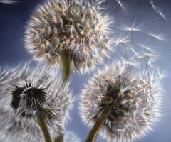 Arianna Fugazza Bomboniere - Dipinto su tela