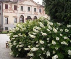 Viale d'ingresso e giardino della villa - Villa Da Porto Slaviero