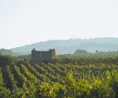 Vista sui vigneti della cantina