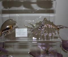 Bomboniere 'Conchiglie naturali rivestite in argento' Argenesi