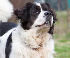 Fabrizio Maggio Dog Trainer - Servizio dog sitting a Firenze