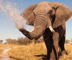 Agaptour - La natura selvaggia del continente africano