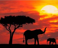 Viaggio di nozze in Africa