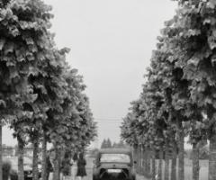 Wedding Planner a Bergamo