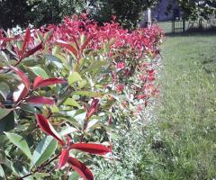 Location San Lorenzo - I fiori nel giardino