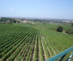 Vista sui vigneti della cantina
