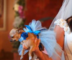 Il cagnolino vestito per il matrimonio