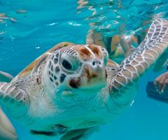 Costanza Demaldè CartOrange - Malesia