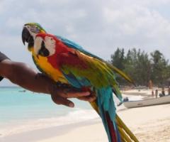 Viaggio di nozze a Zanzibar