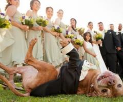 Pet Sister - Il tuo amico a quattro zampe in abito elegante