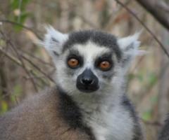 Viaggi Responsabili Org - I viaggi di nozze in Africa - Madagascar, Tanzania, Kenya, Sudafrica