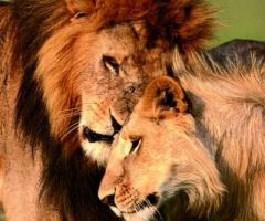 Safari in Africa per il matrimonio