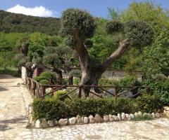 Vegetazione della location di matrimonio